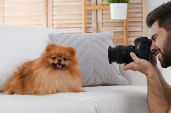 photographer taking picture of pomeranian dog