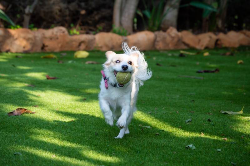 blind dog playing fetch with a ball in the yard