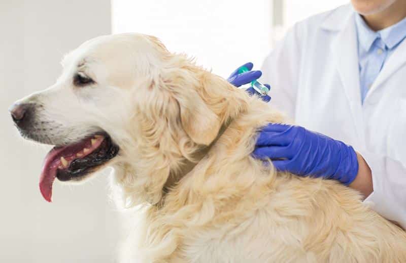 dog getting a vaccine