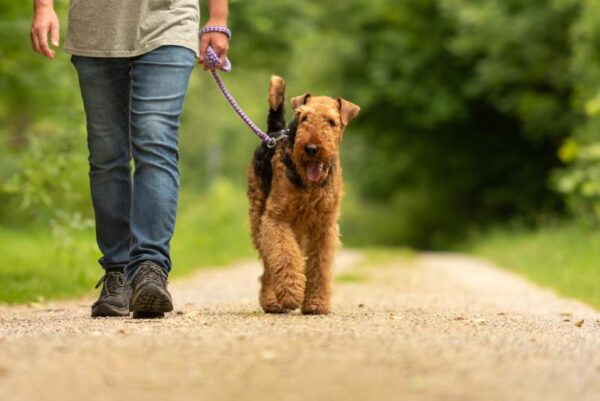 Dog handler is walking with his obedient airedale terrier dog on the road in a forest
