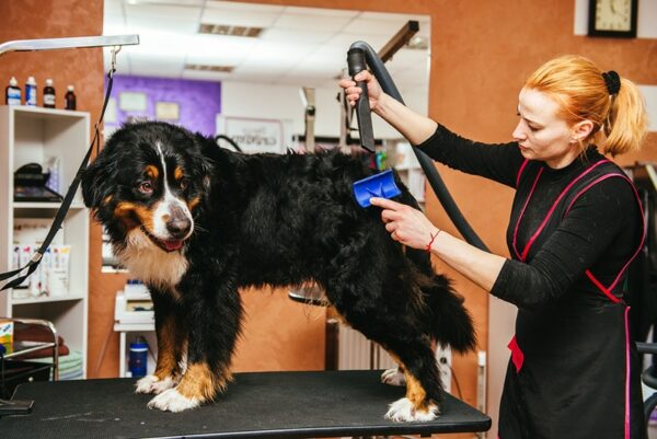 female groomer drying and brushing the hair of bernese mountain dog