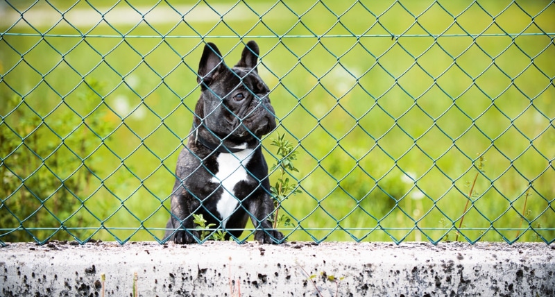 french bulldog peeking outside the fence
