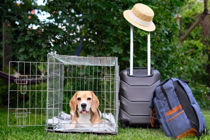 beagle dog inside travel crate