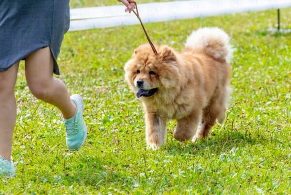 chow chow dog walking in the park