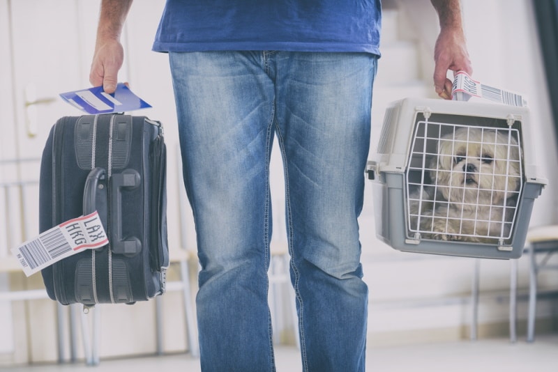 The Beginner's Guide to Flying Internationally with Your Dog Dogster