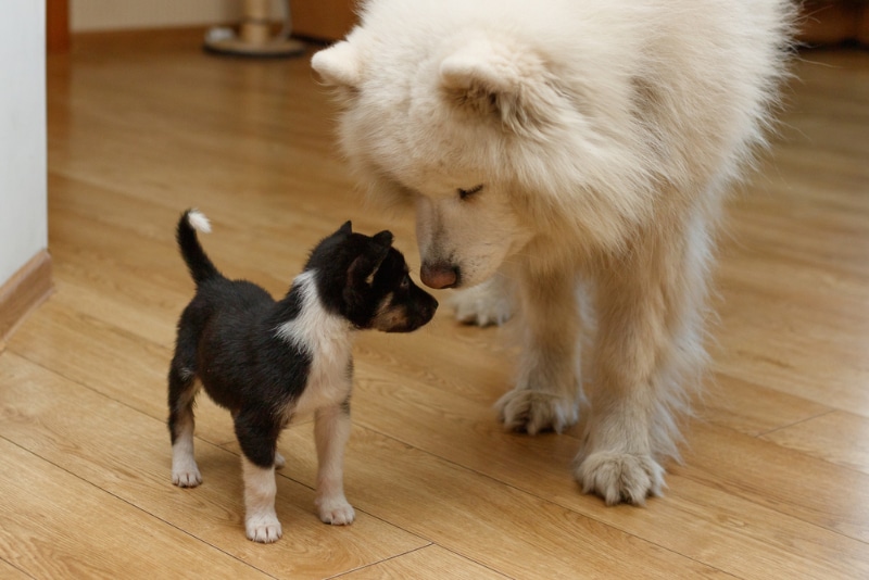 samoyed dog and black puppy sniffing each other