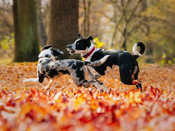 two australian shepherd dalmatian mix dogs playing outdoors during autumn