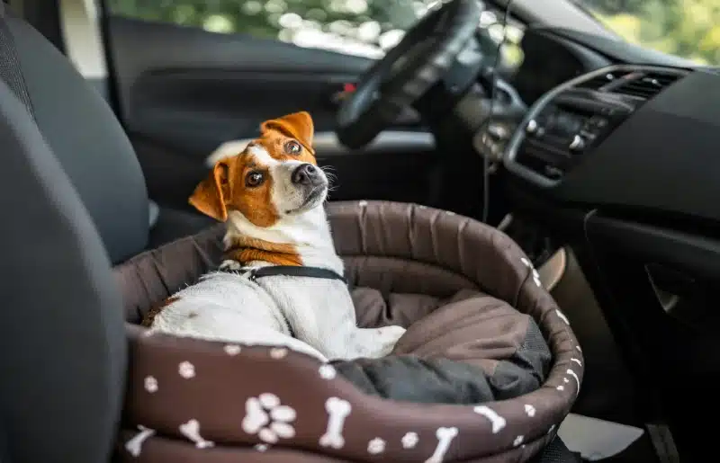 Jack Russell Terrier in lounger dog bed for travel inside the car