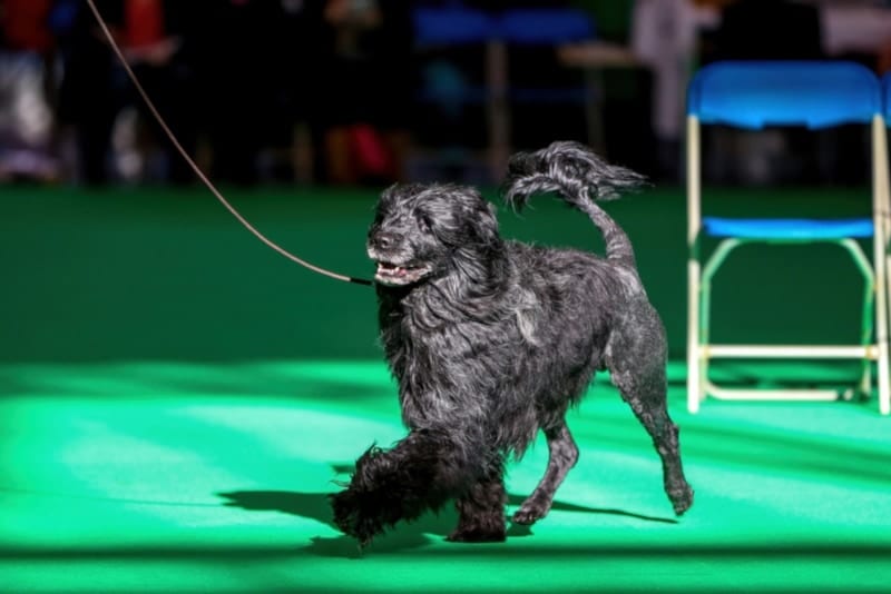 Portuguese Water Dog at a dog show