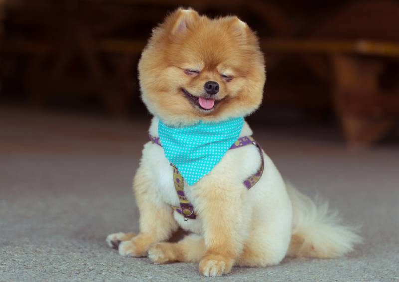 a happy pomeranian dog wearing a harness