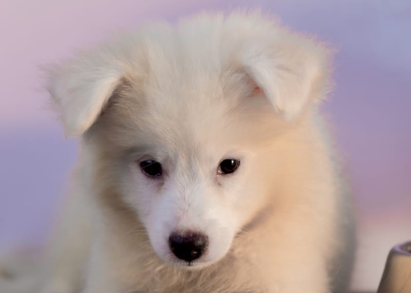 close up of american eskimo puppy