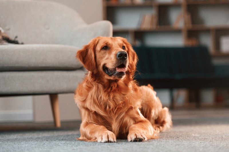 golden retriever dog lying on the floor