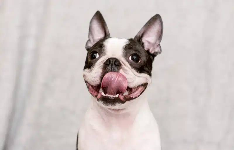 happy boston terrier dog with tongue out