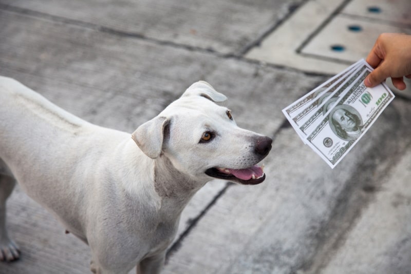 man giving money to dog