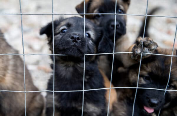 puppies in a fence in a dog shelter