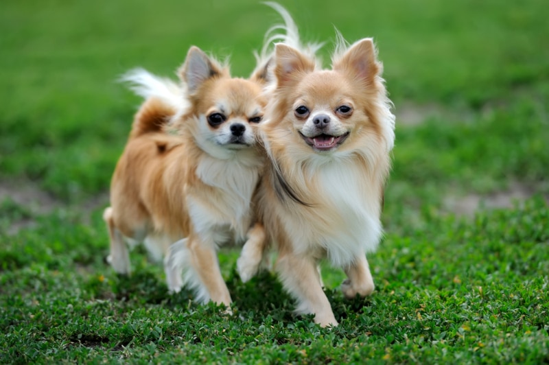 two chihuahua dogs walking outdoor