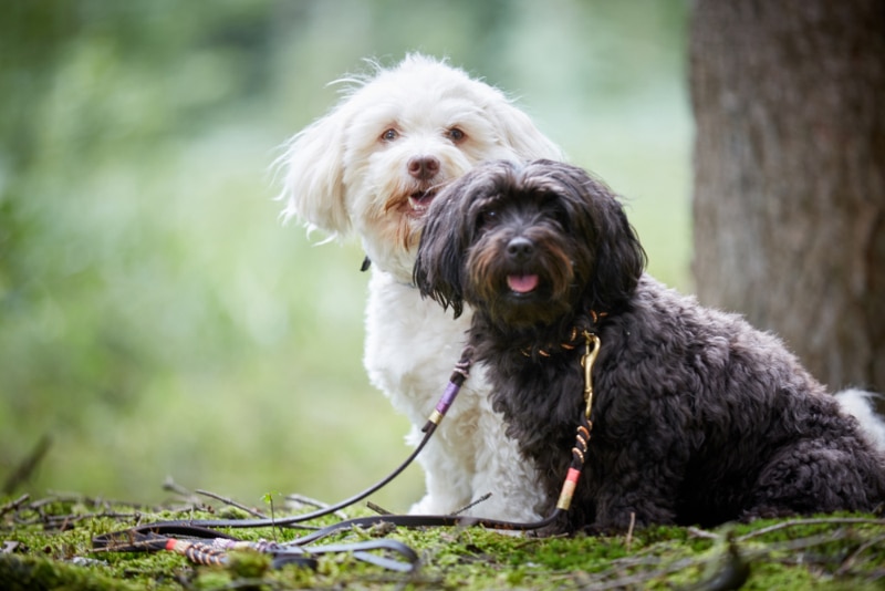 two cute havanese dogs sitting in forest