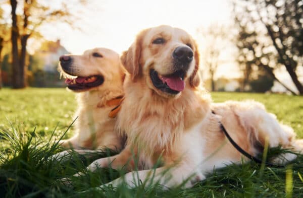 two golden retriever dogs lying on grass