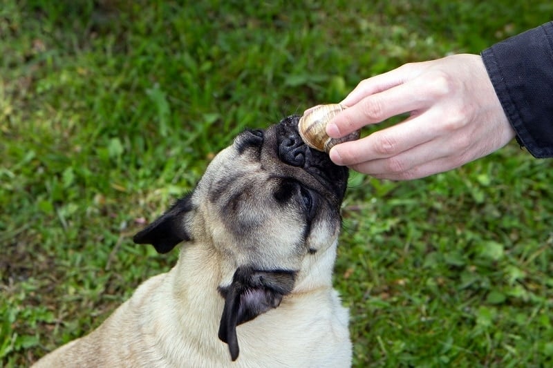 Is Snail Bait Safe For Dogs? Safety Tips Dogster