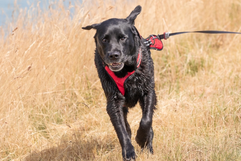 black labrador retriever with harness and leash running in the field