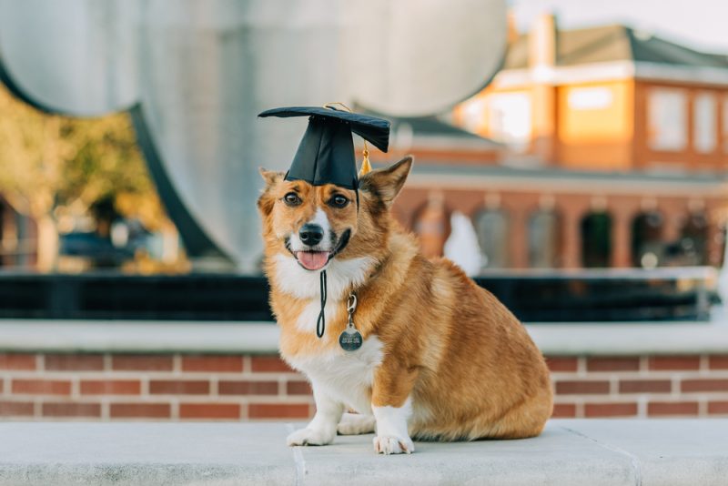 Corgi,Dog,Graduation,Cap,Cute