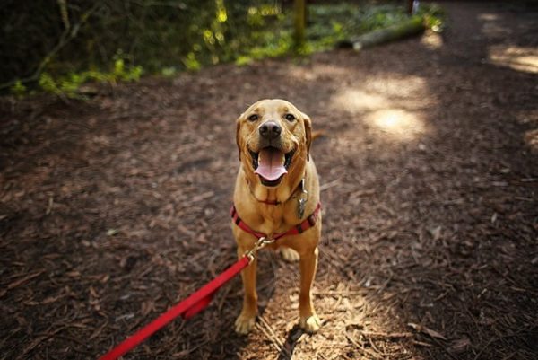 dog on a leash hiking with owner