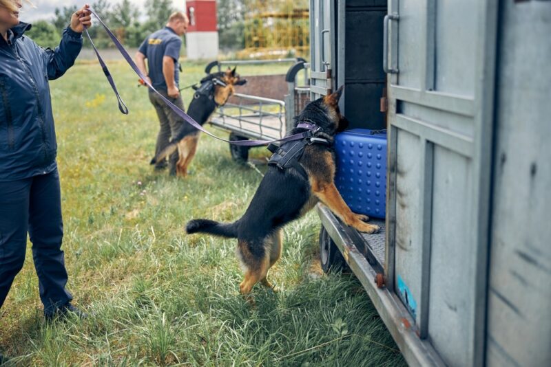 police dog searching