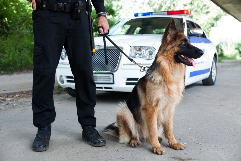 police man with german shepherd
