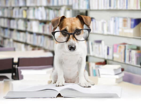 dog with glasses is reading the book
