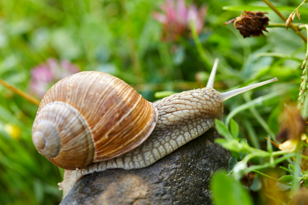 snail crawling on the stone