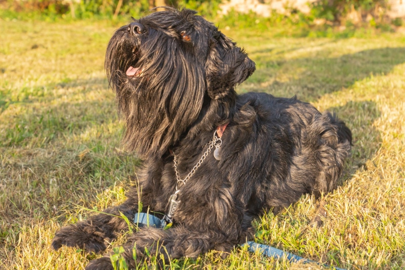 standard schnauzer dog lying on grass