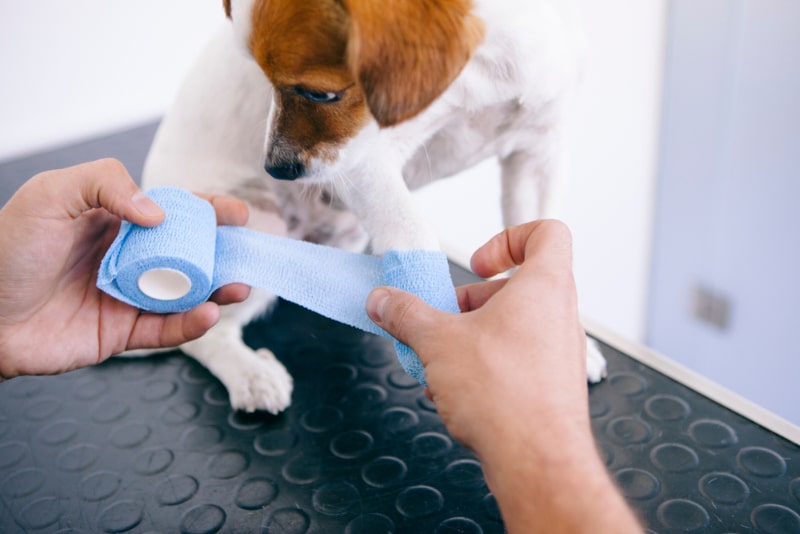veterinarian using an aseptic bandage on a puppy