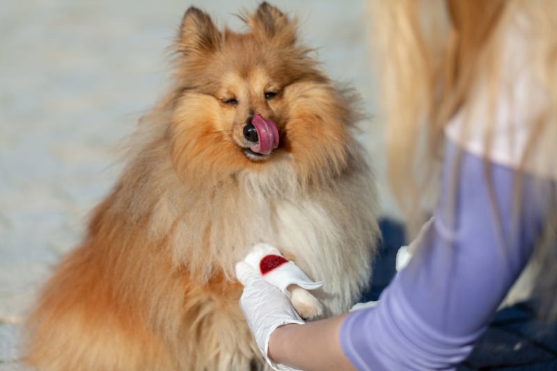 woman puts a bandage on a bleeding paw of shetland sheepdog