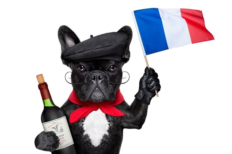 french bulldog with red wine waving flag of france