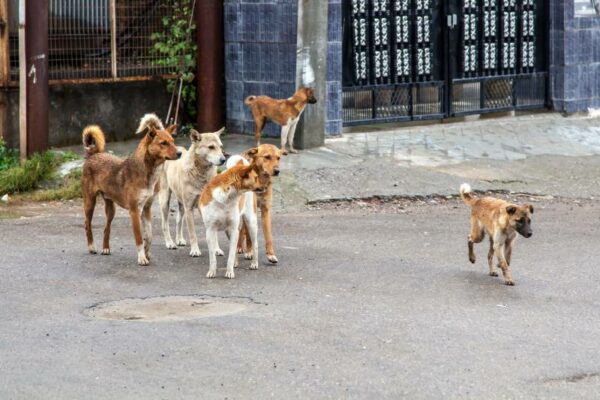 half a dozen stray street dogs roaming in a residential area in north india