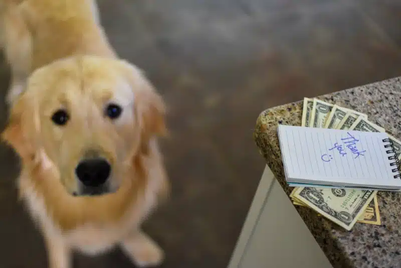 money under thank you note with golden retriever dog in the background