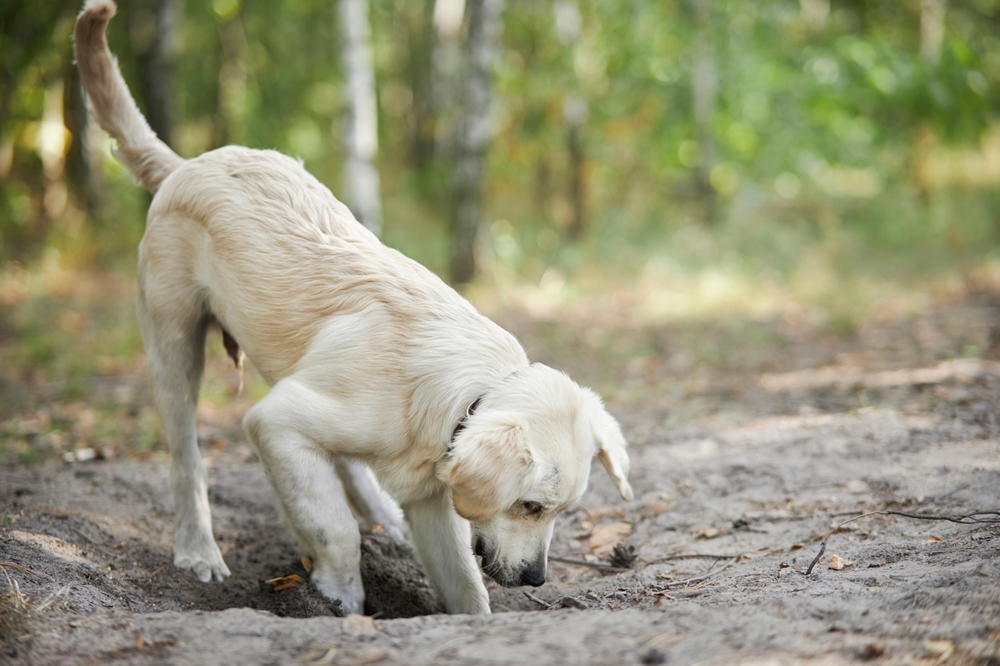 light golden retriever puppy digging