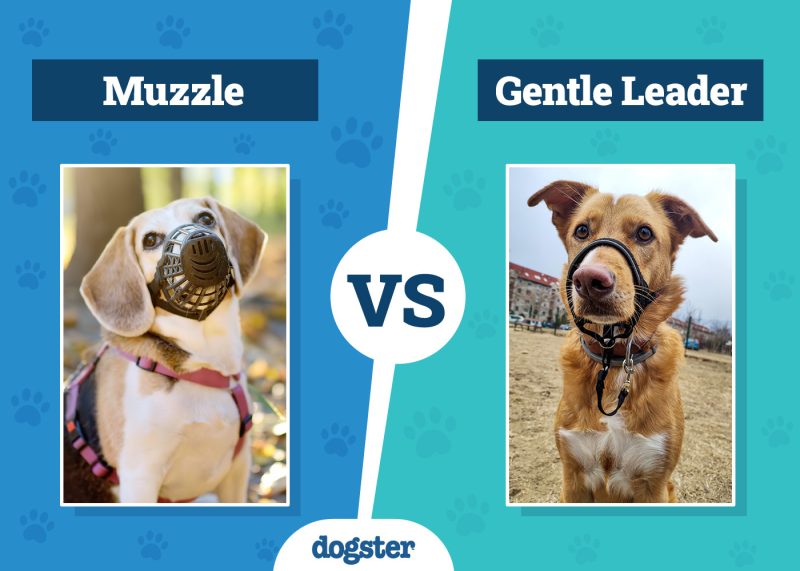 Dogster_Muzzle VS Gentle Leader