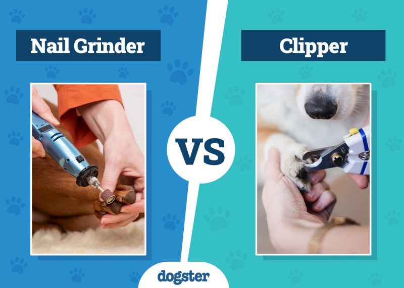 Dogster_Nail Grinder vs. Clipper
