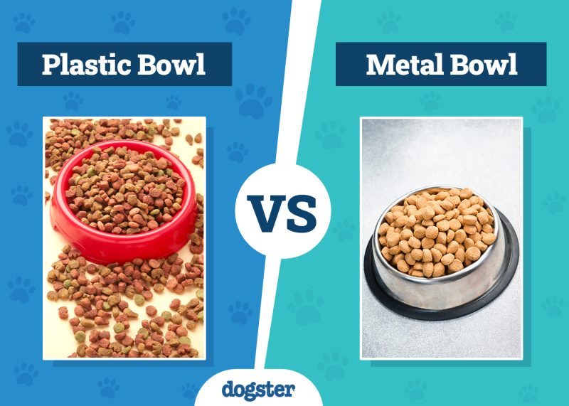 Dogster_Plastic Bowl VS Metal Bowl