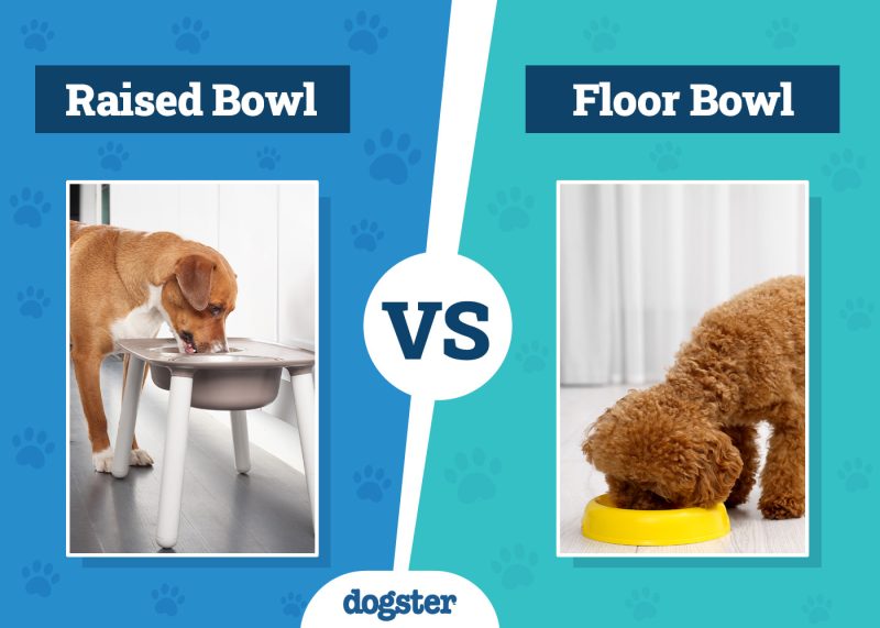 Dogster_Raised vs Floor Dog Bowls