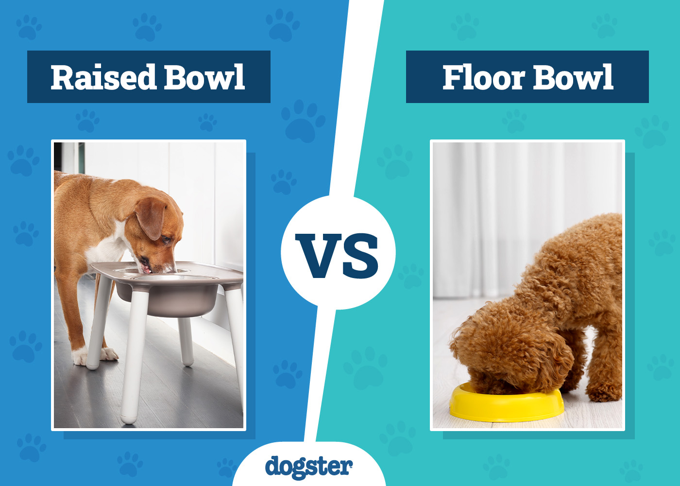 Dogster_Raised vs Floor Dog Bowls