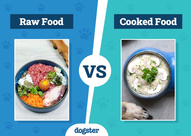 Dogster_Raw VS Cooked Food
