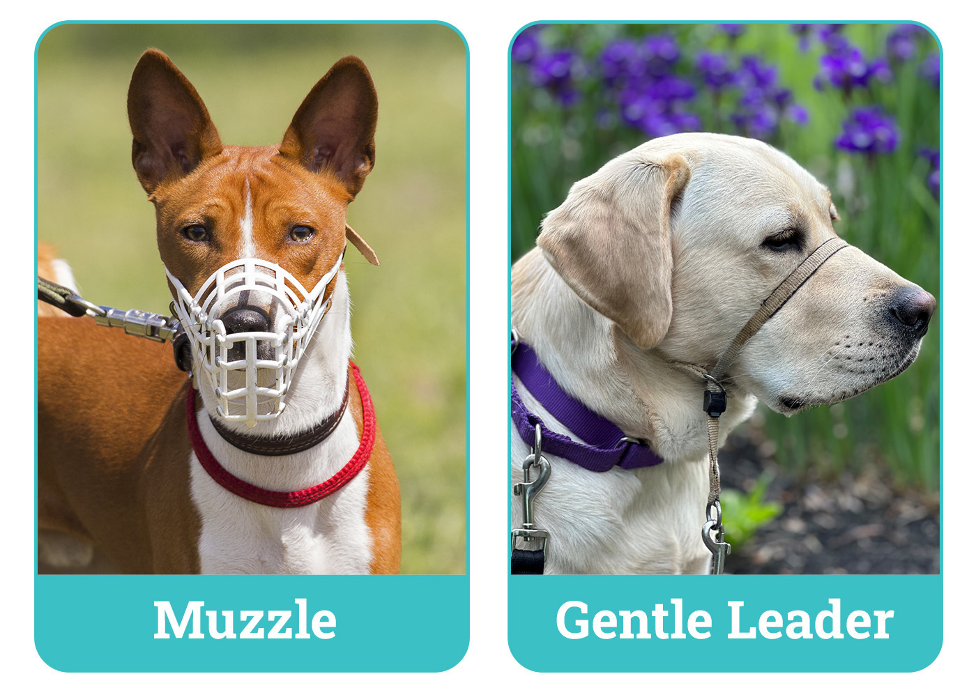 Dogster_Side by Side Muzzle vs Gentle Leader_v1_Apr 2 2025