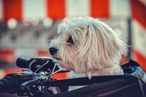 Maltese dog in a carrier on a bike