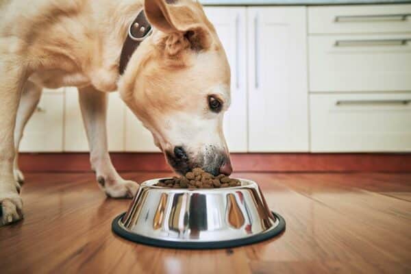 labrador retriever eating dog food from a bowl