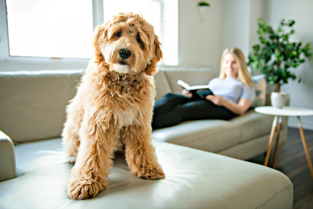 woman-with-his-Golden-Labradoodle-dog-reading-at-home
