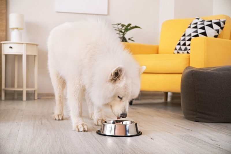 Cute Samoyed dog eating from bowl at home