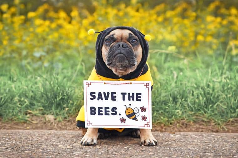 French Bulldog dog wearing bee costume
