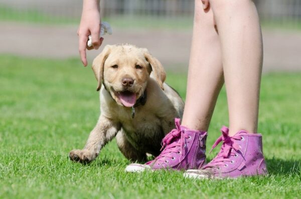 Labrador puppy in training